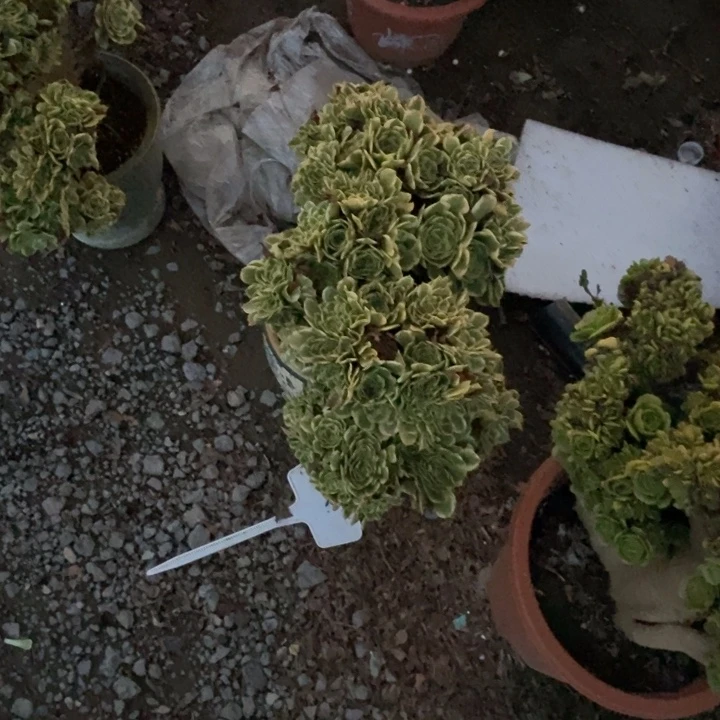 岁***^426迈巴赫缀化老桩老桩