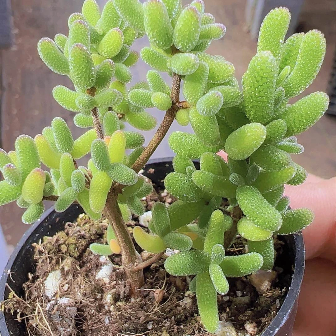 糖球枝干19包邮多肉