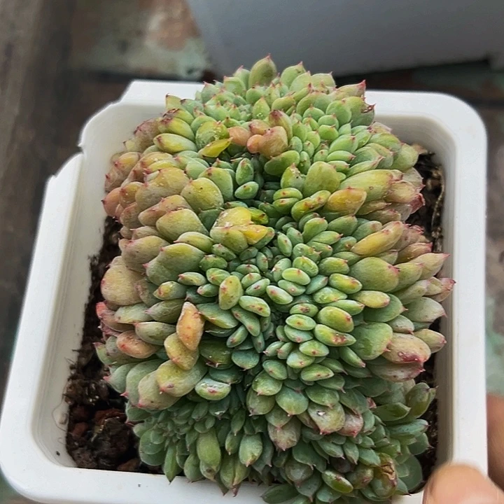 1颗美人系列多肉植物