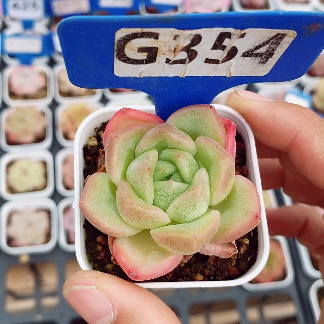 小个体3-5cm多肉植物