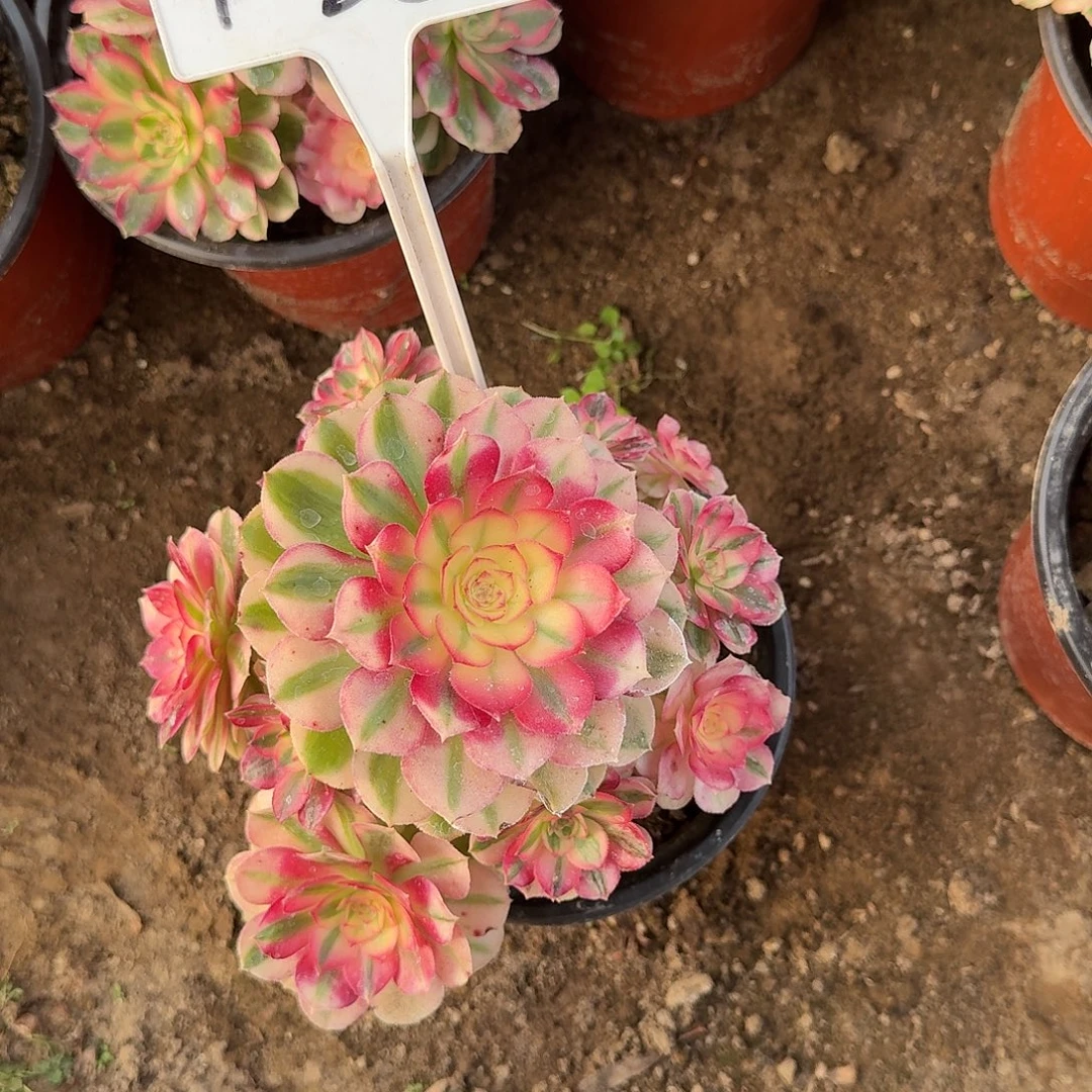 4-85倾城多肉法师多肉