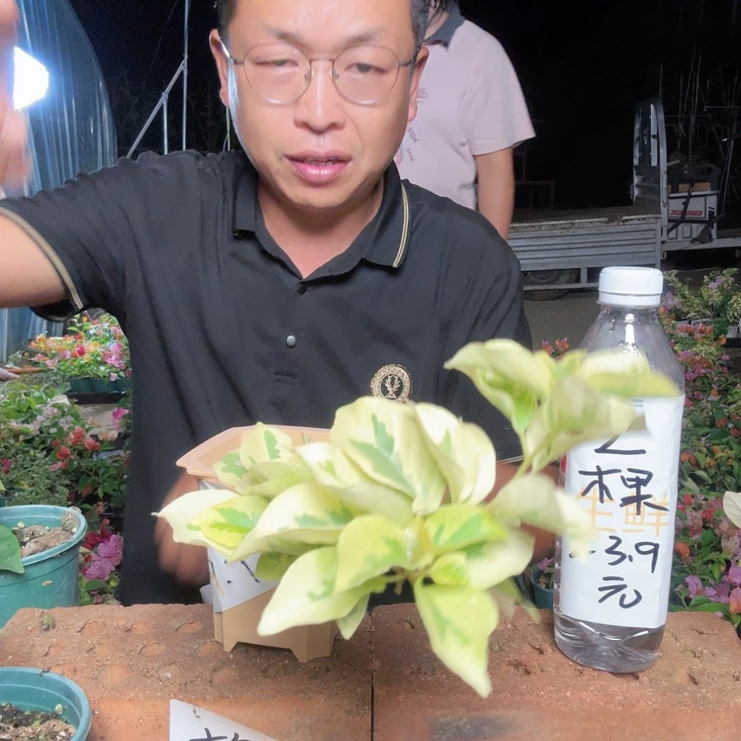 完全开放八万一棵39.9