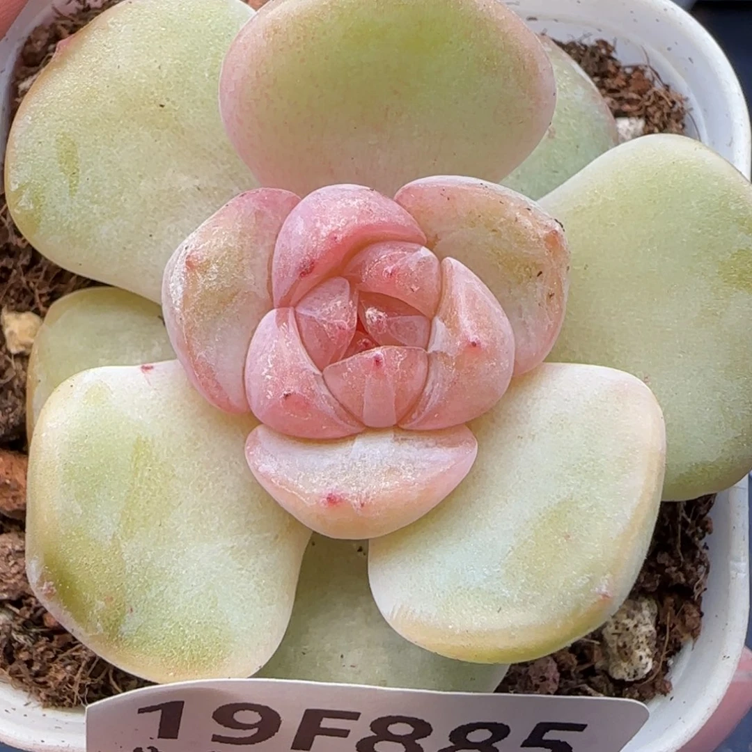 【满29保佑非偏远】885下播福利 一个糖心