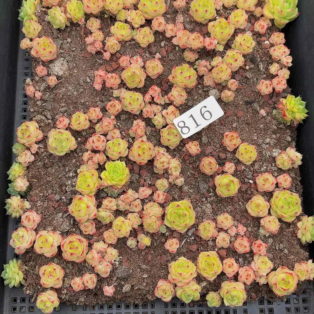 A****?多肉植物多肉植物816