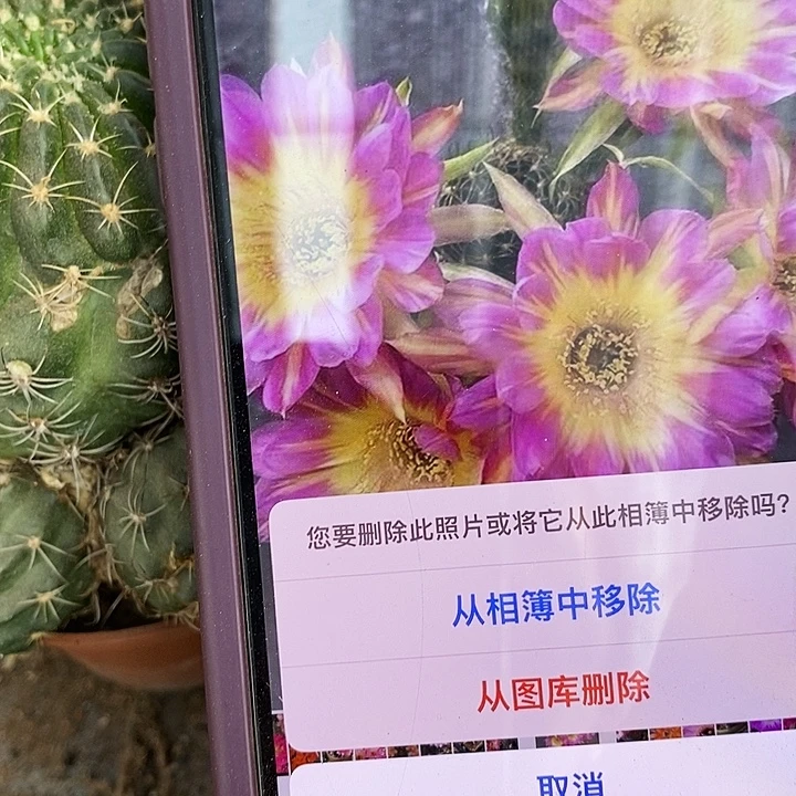 汤姆丽花仙人球，3688900