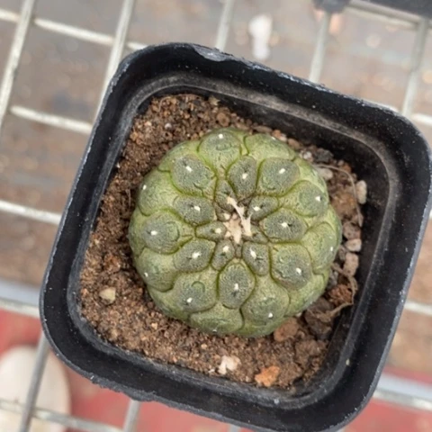 蜥蜴皮单头3仙人球