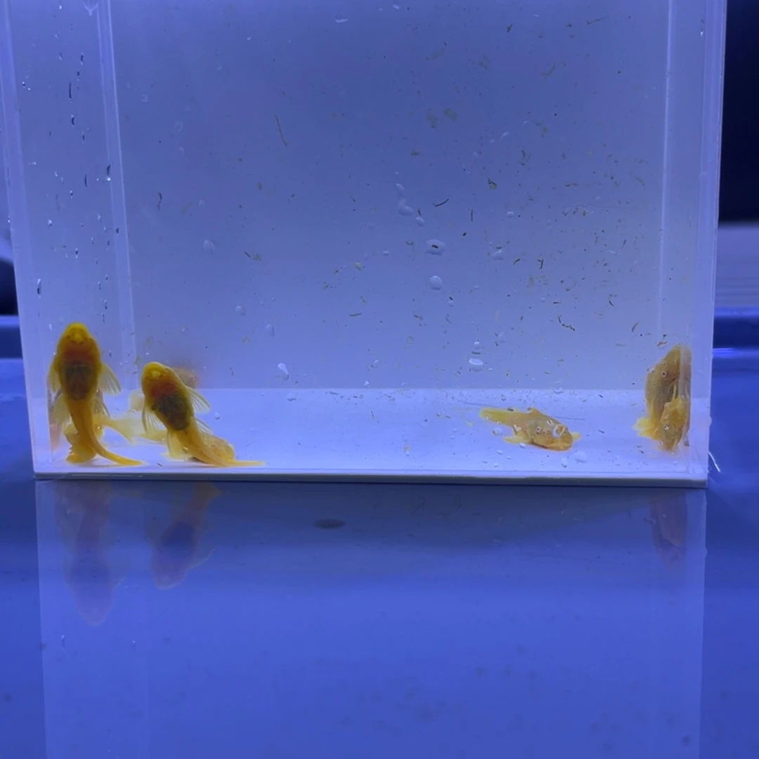 孔雀鱼胡子十条开箱视频报损