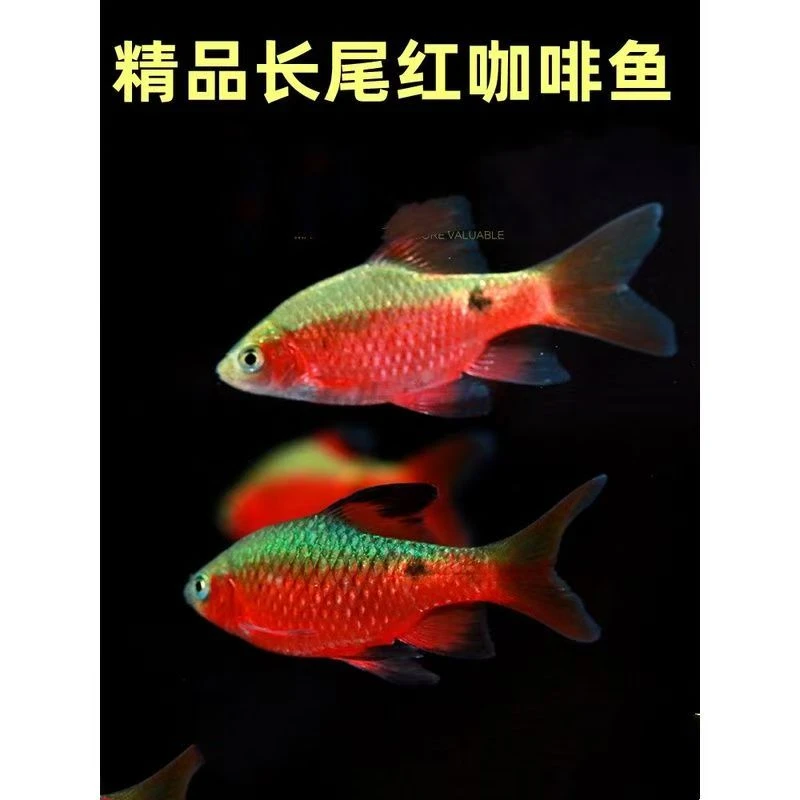 长尾咖啡观赏鱼 乌市发货 淡水观赏鱼小型热带疆内包活