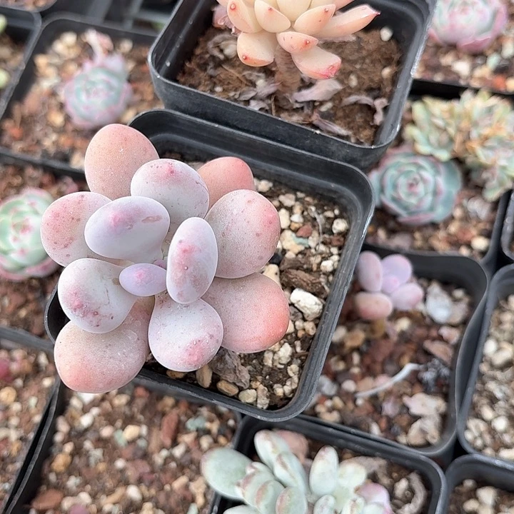 红****?znxkdndmdlmdn147