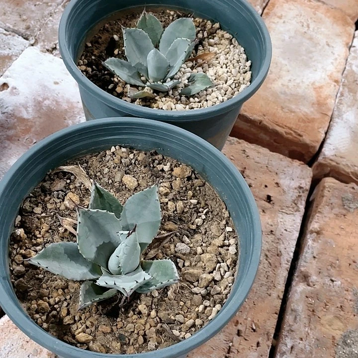 高级灰虚空藏测芽十公分左右