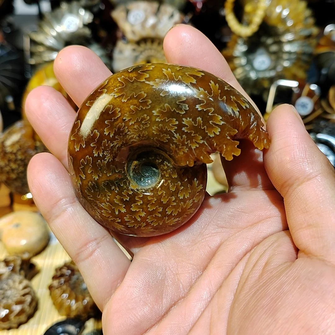 沉***金石材普若斯螺化石水胆