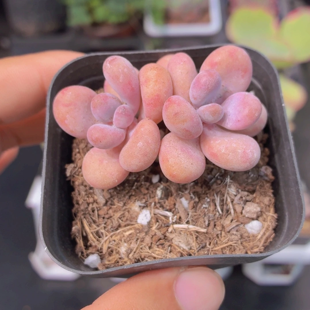 双头桃蛋多肉9.9包邮发货