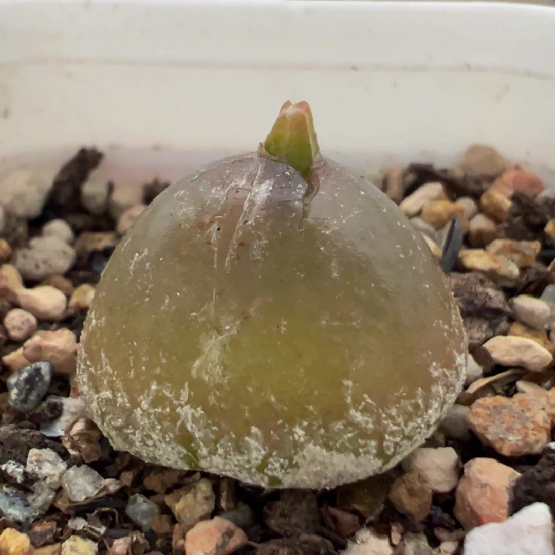58多肉植物百科植物