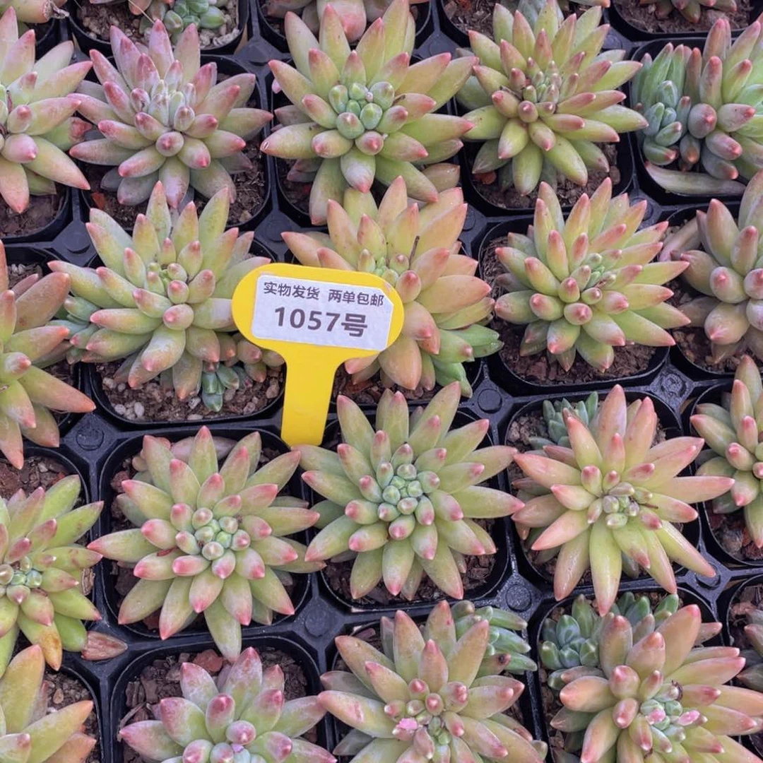 1057号 炫彩乌拉克拉单头起一个