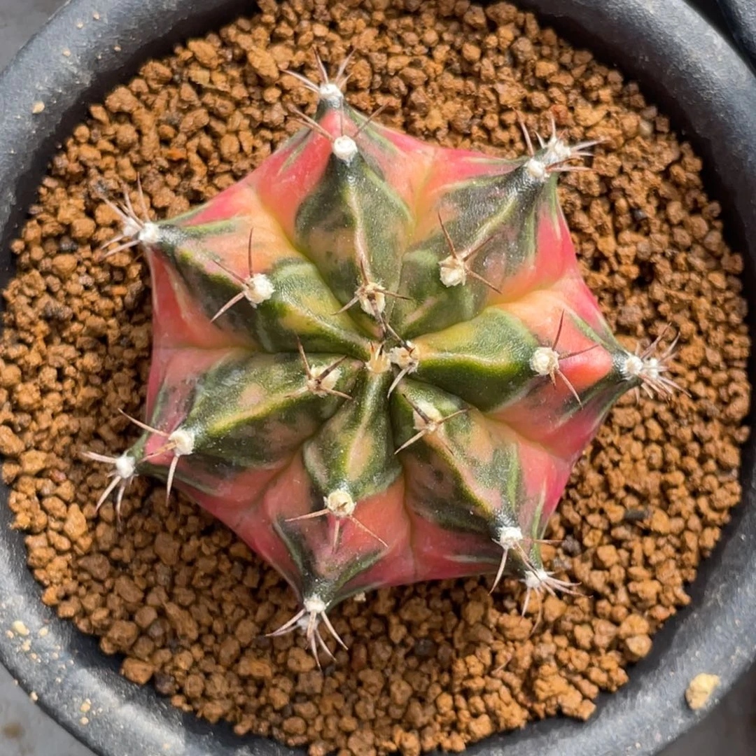 当前无花朵，栽培后可花朵7棱橘粉臀