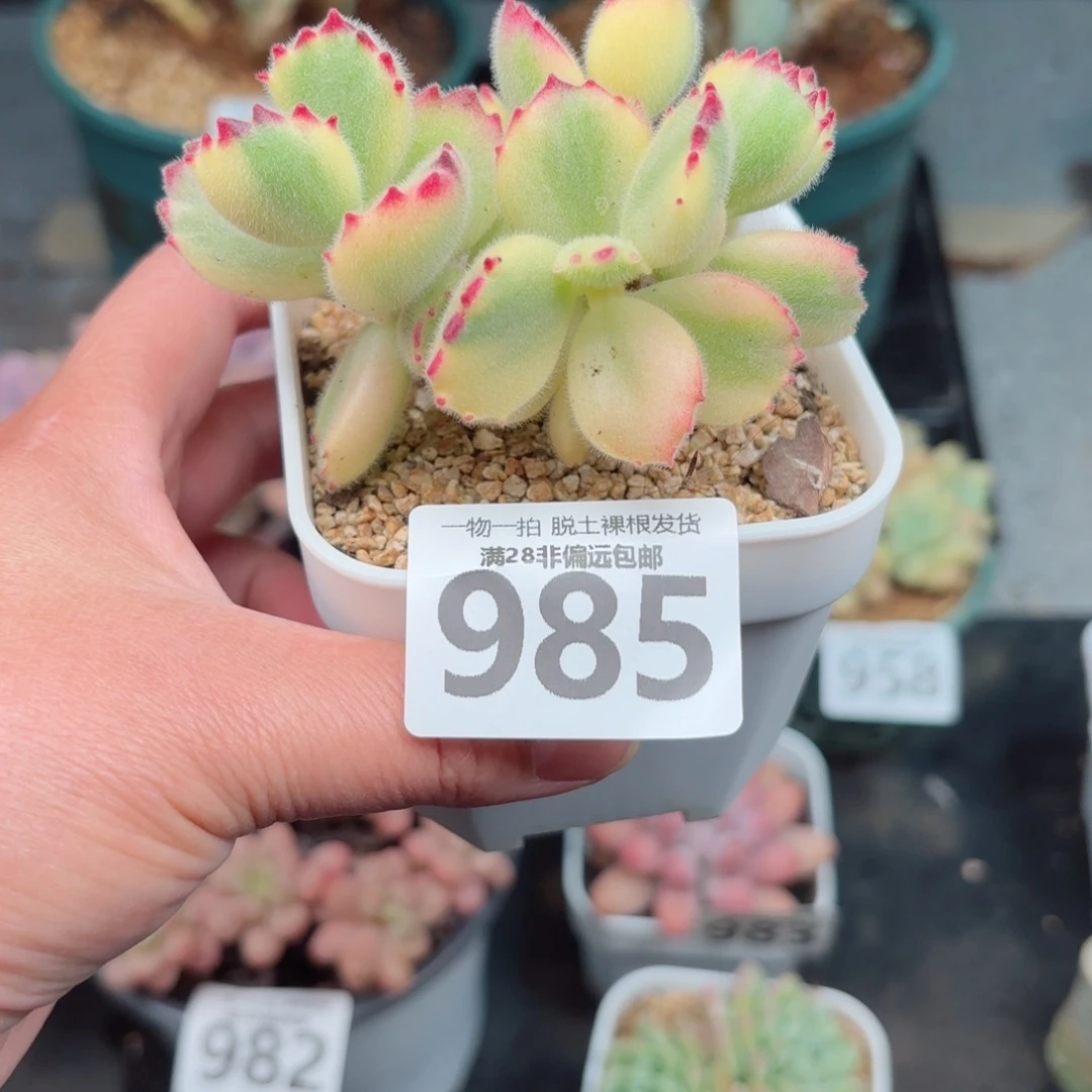 白熊多肉无盆土发货