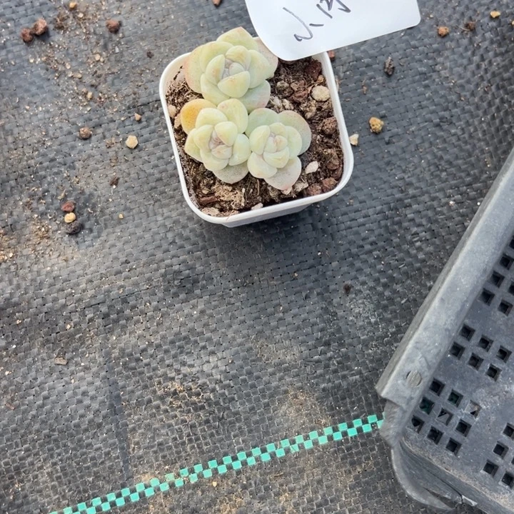 小月一物一拍专拍