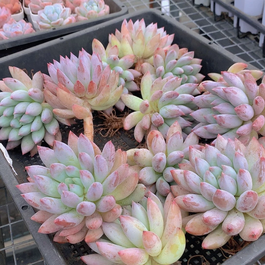 所罗门捡漏4678899000000