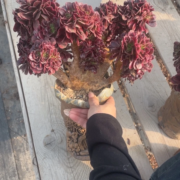 多肉的鱼也可以在里面撒尿呀