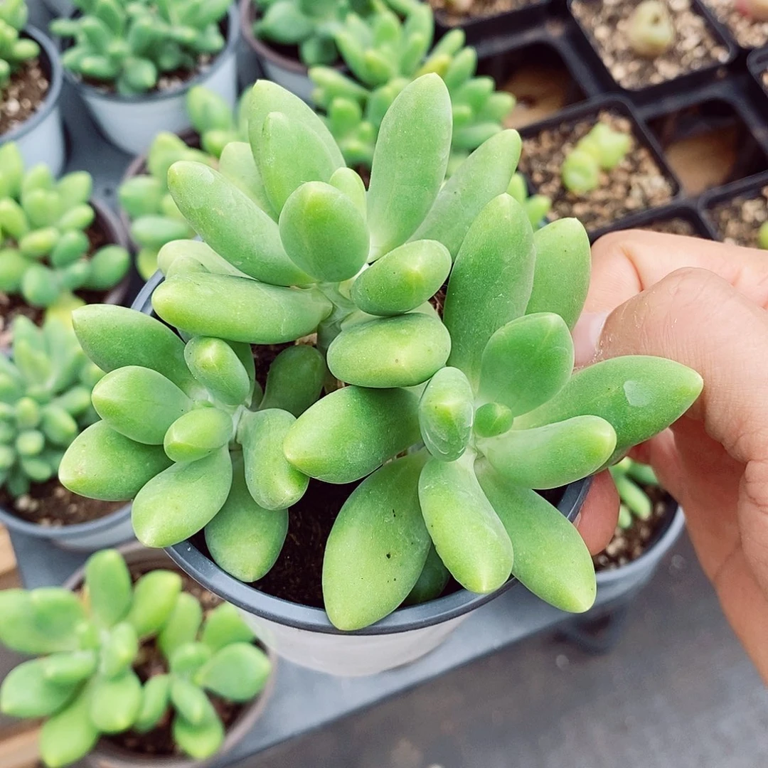 芒果奶9cm左右多肉植物