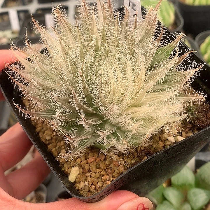 13号实生玉露锦一物一拍