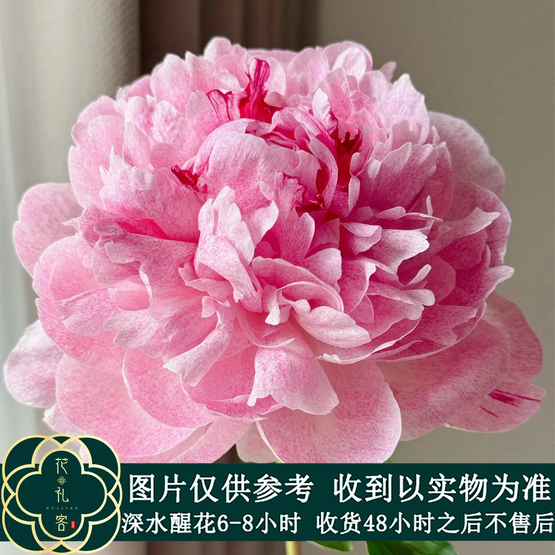 云花巷 * 【小鹿】高品质芍药 顺丰直发