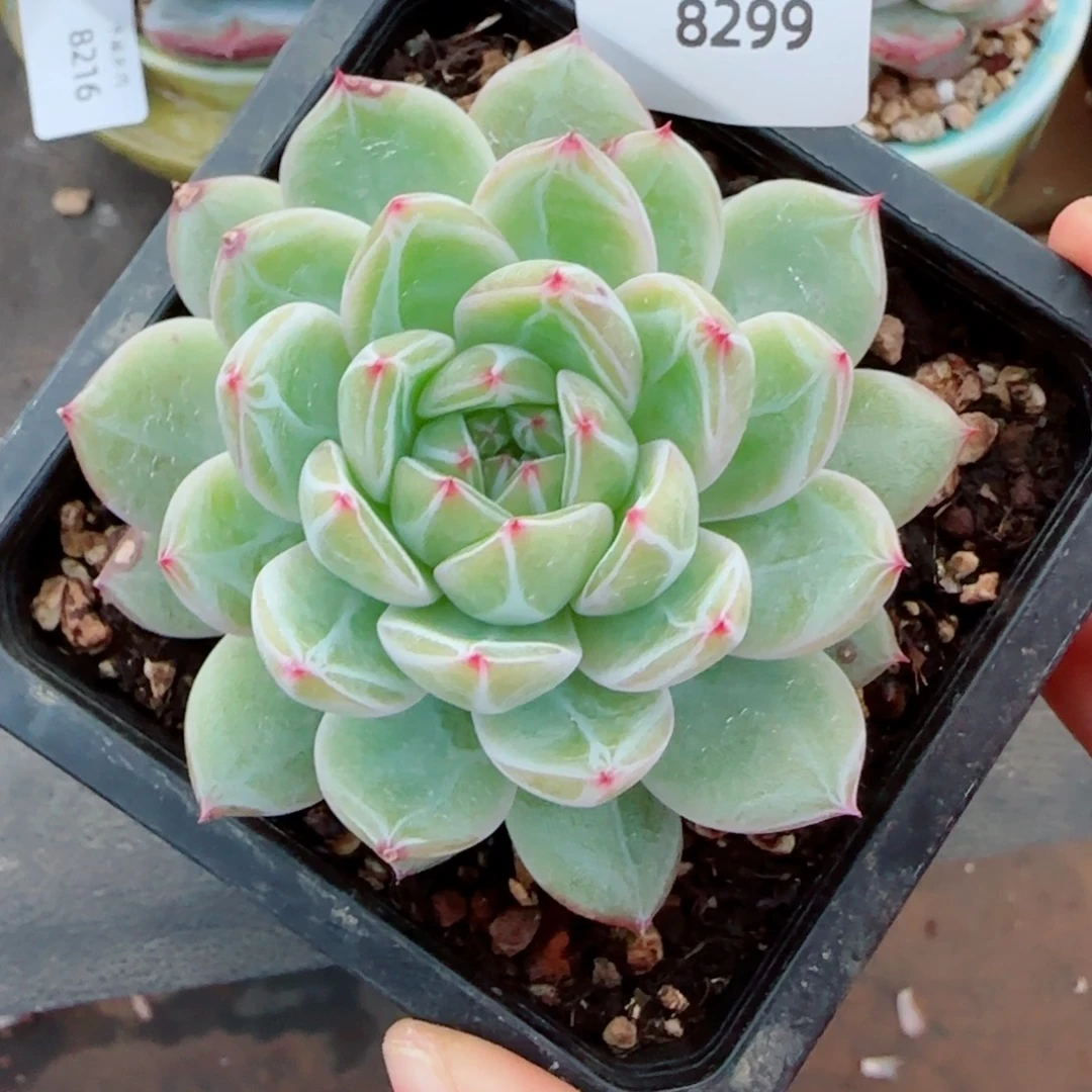 雪花珍妮，8299多肉植物