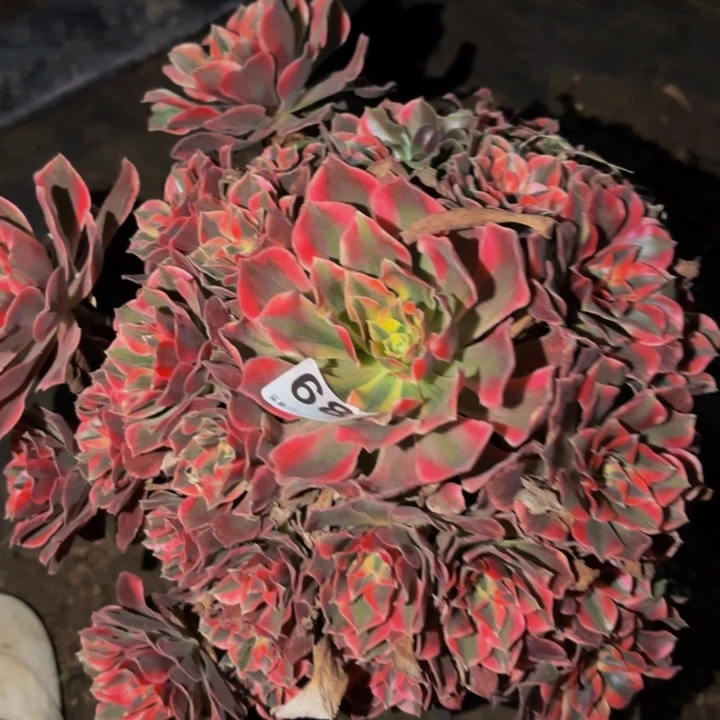 689女妖多肉植物不售后