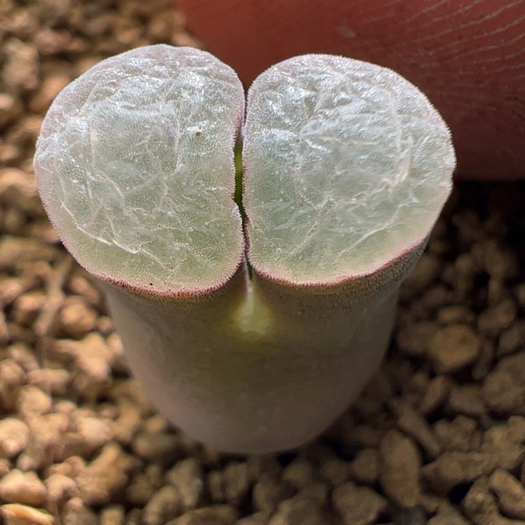 下播特价磁铁一颗119。