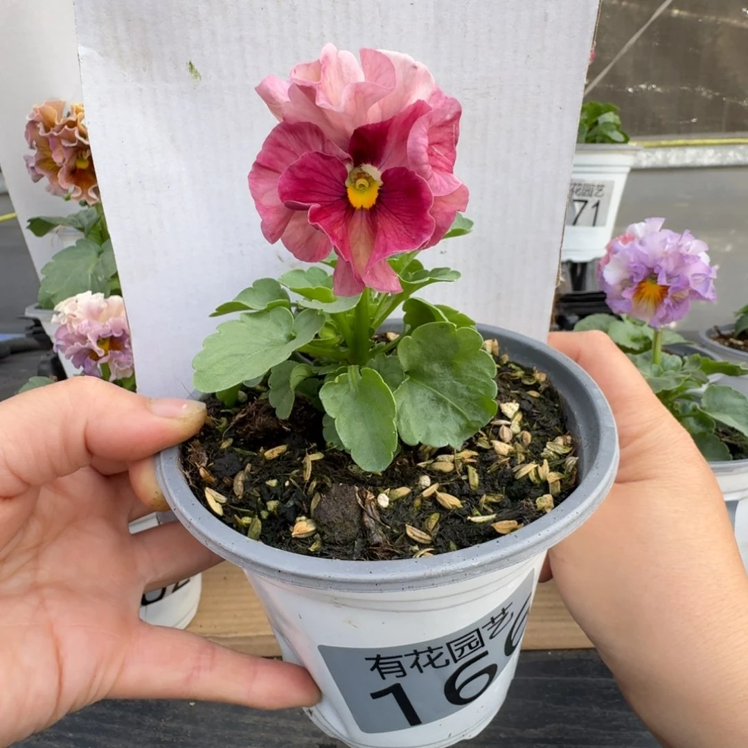 无花朵碎166号角堇