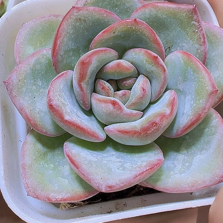 奶油泡芙19包邮多肉