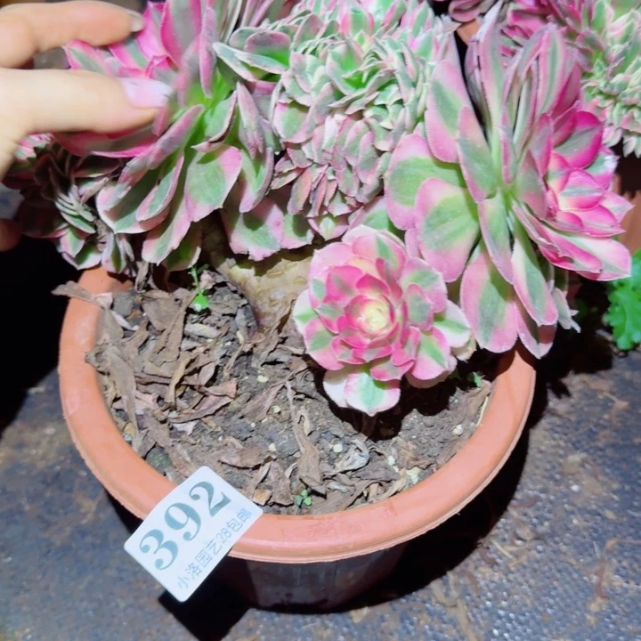 392荔枝缀化多肉植物28包邮