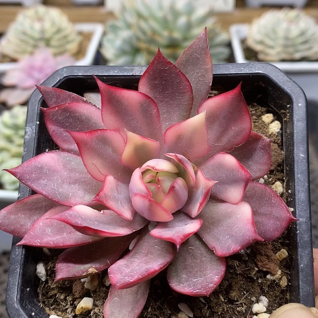 0917 红莲覆轮锦