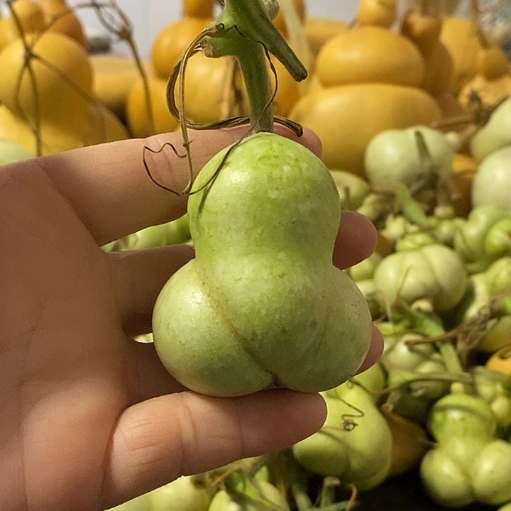 葫芦的颜色是蓝色的还是