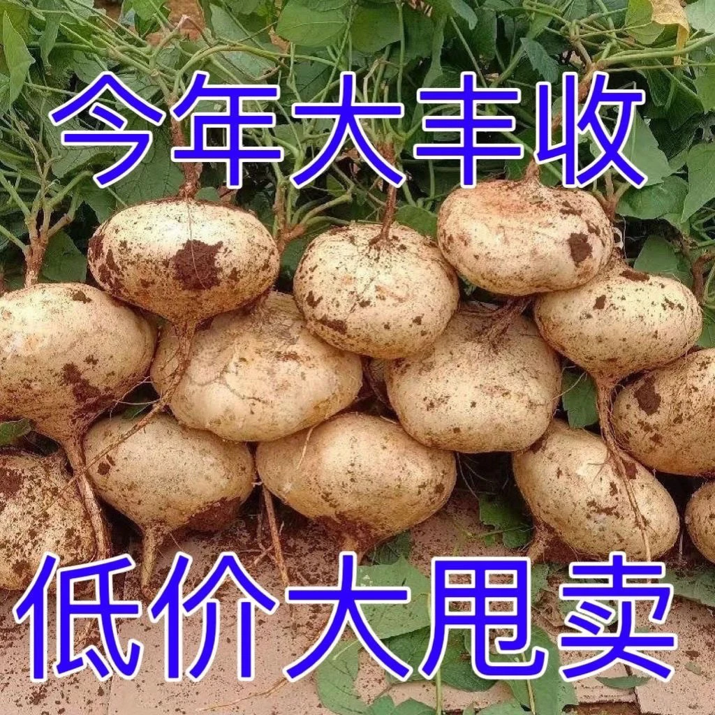 新鲜凉薯地瓜细嫩脆甜爽口自家农村现挖现发新鲜蔬菜水果新鲜包邮