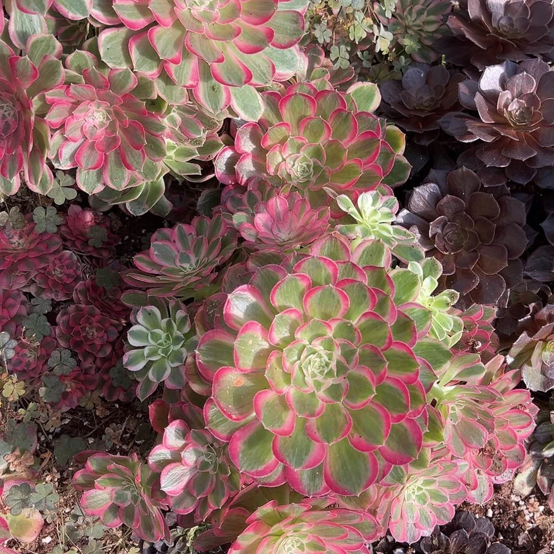 ~***哲精品多肉植物894孔雀翎2颗