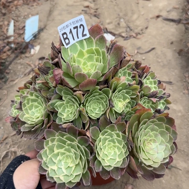 水蜜桃……多肉植物……