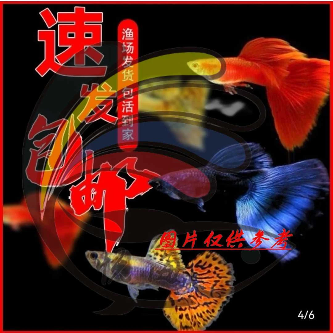 孔雀鱼观赏鱼热带小型淡水鱼好养耐活可繁殖凤尾鱼