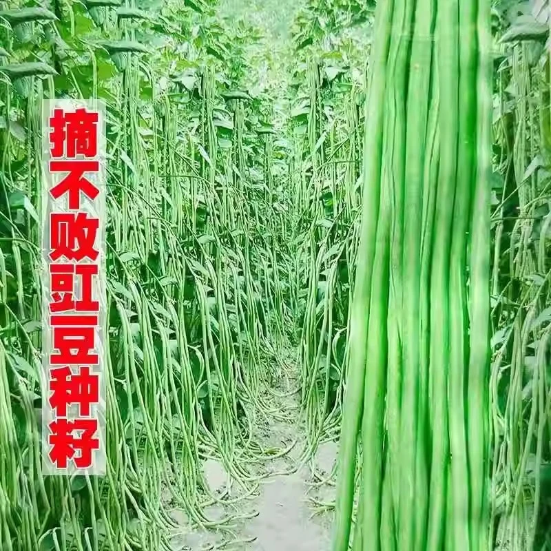 [全店5件包邮]高产豇豆早熟无筋春秋季摘不败压塌架四季豆角