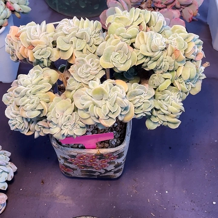 郭***姐多肉植物可爱玫瑰