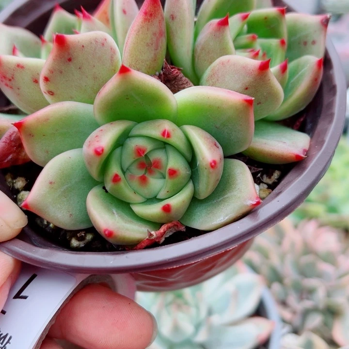 蓝龙三头老桩多肉植物