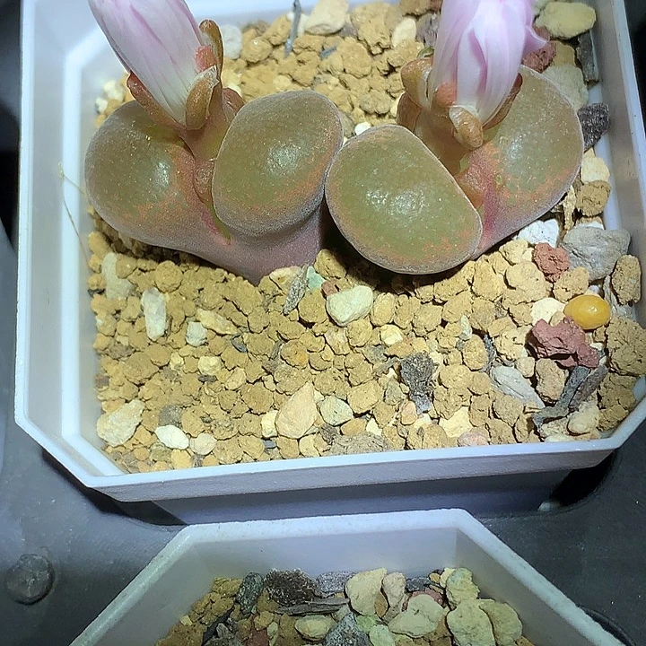精品多肉植物精品多肉