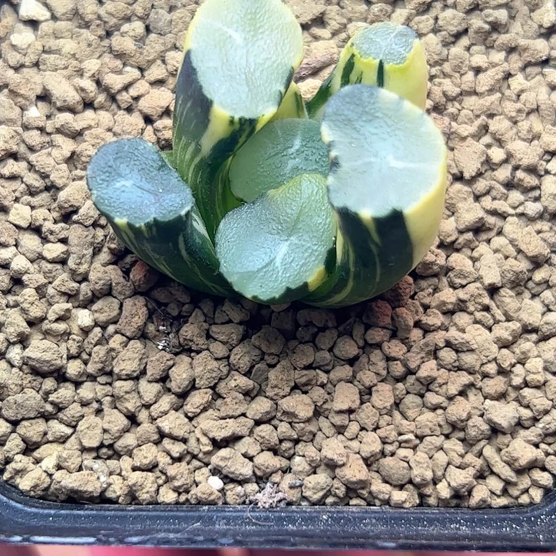 初霜锦十二卷多肉植物