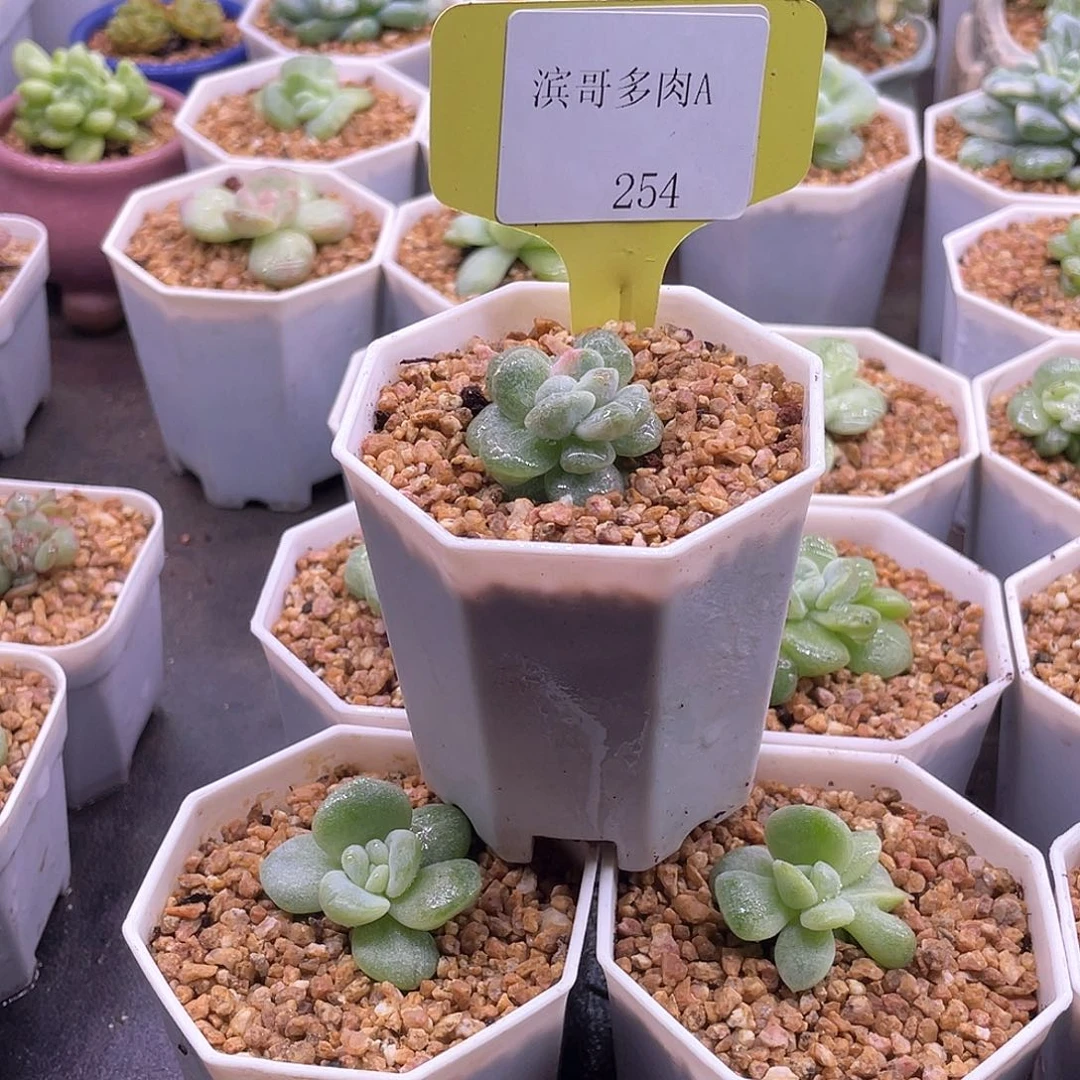 滨哥多肉A254冰玉石化粉锦变异