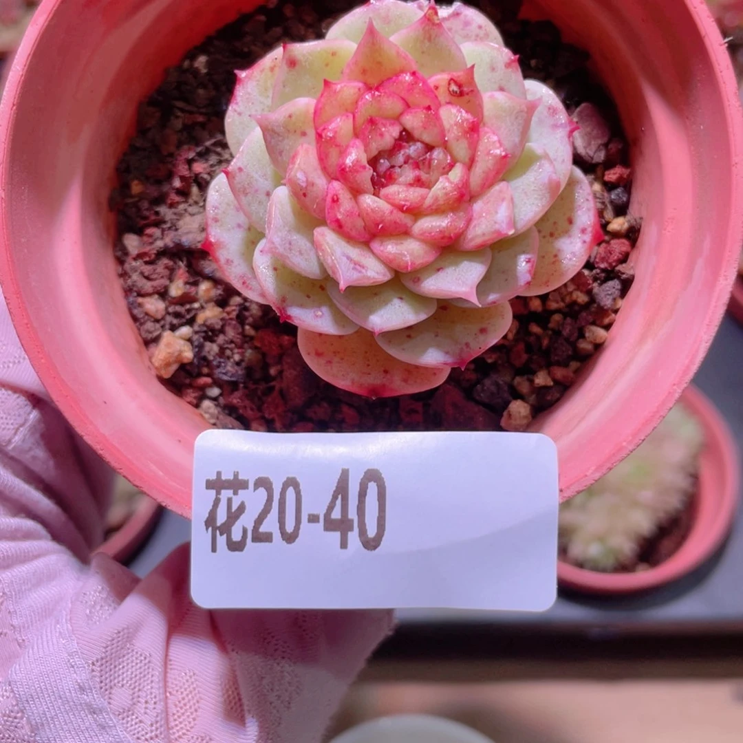 花利美20-40落霞单头