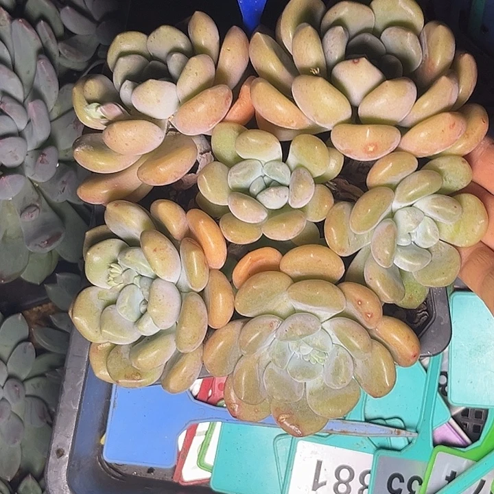 多肉植物冰橙群195