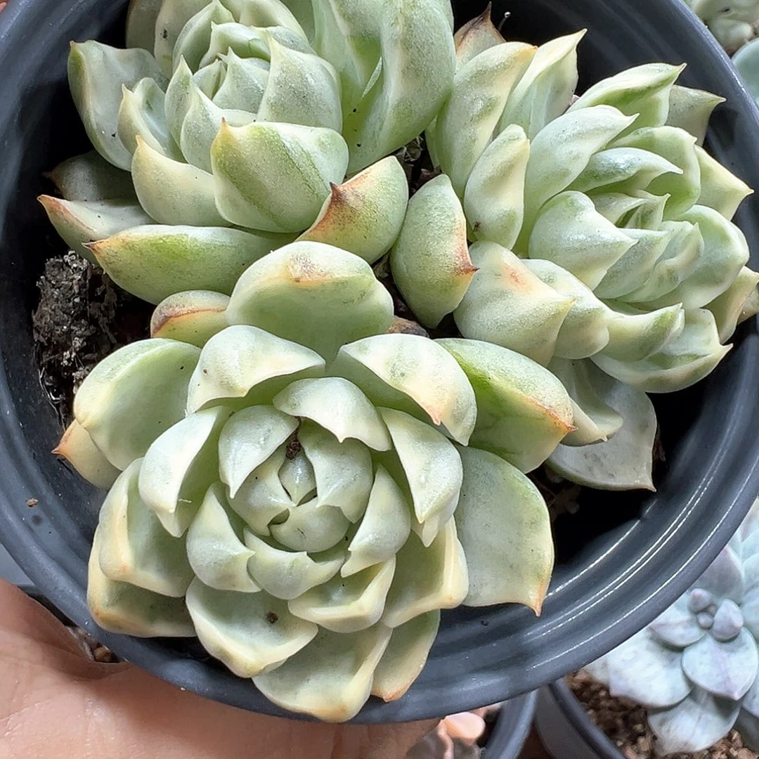 女王锦 小方花圃一物一拍