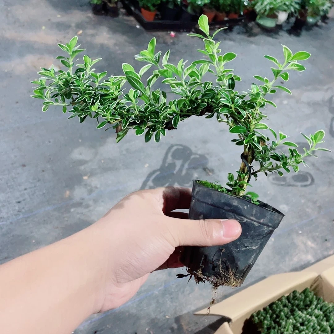 当前无花栽培后可以开花飘枝白花六月雪