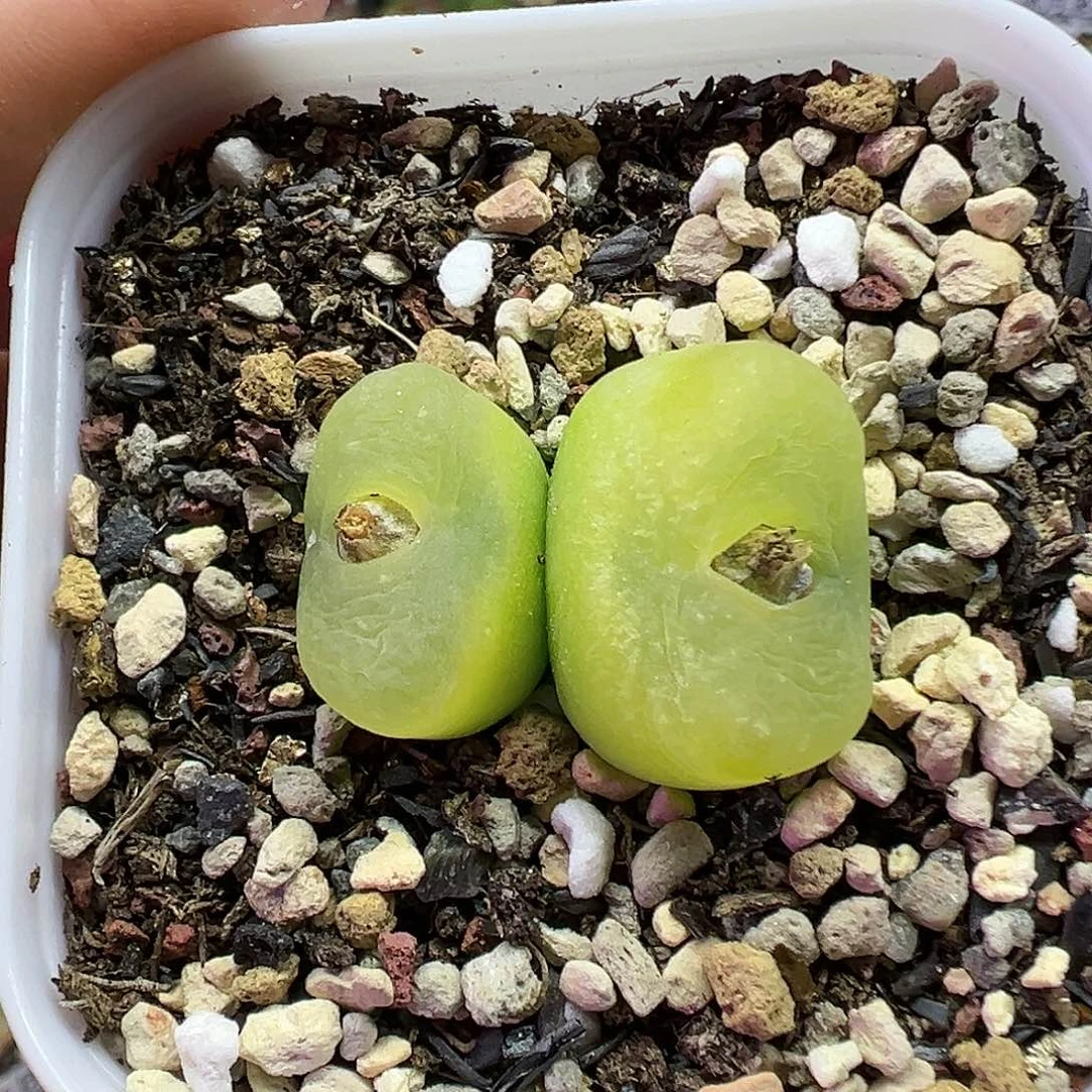 611欧泡带盆土发货