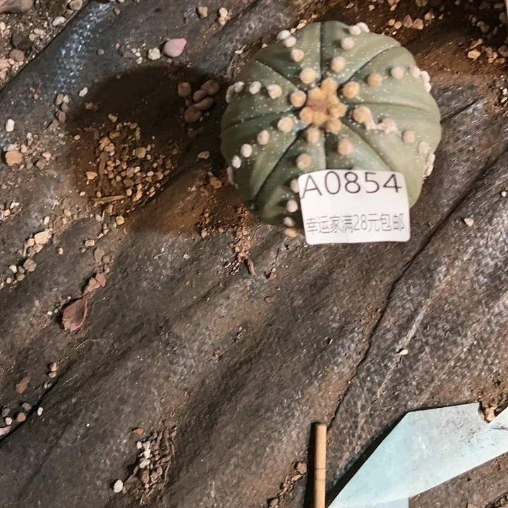 椰*幸运的是我的朋友们都